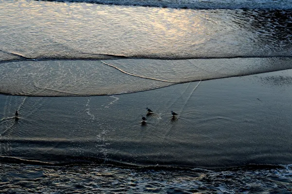 Golden Rays and Rising Tides: San Francisco Braces for High Surf After Sunny Spell