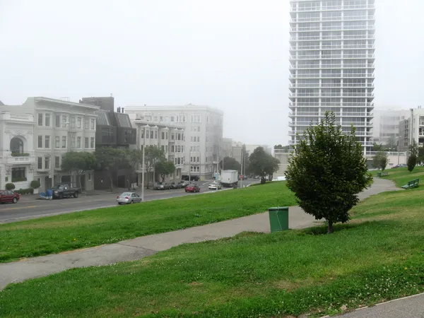 Mountain Lion Sighting in San Francisco’s Pacific Heights Triggers Lafayette Park Closure and Public Safety Advisory