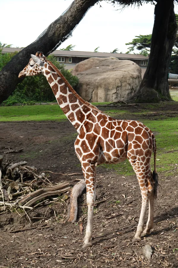 Twice’s San Francisco Zoo Visit Sparks Surge in Demand for Vintage Safari T-Shirt Merchandise Sales