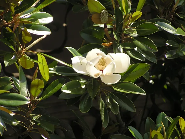 Magnolias, Mandates, and the Eve of the Fire Horse