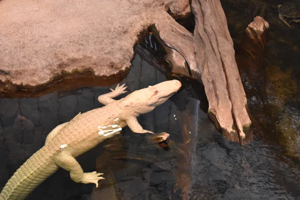 San Francisco honors Claude the albino alligator by renaming Golden Gate Park’s Music Concourse Drive segment
