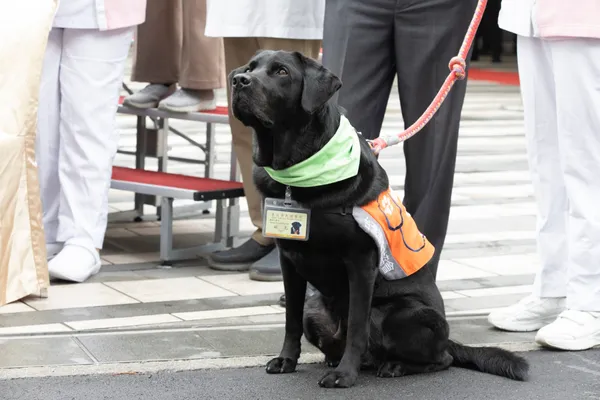 How a Lafayette therapy dog is easing dental anxiety for patients in an East Bay practice