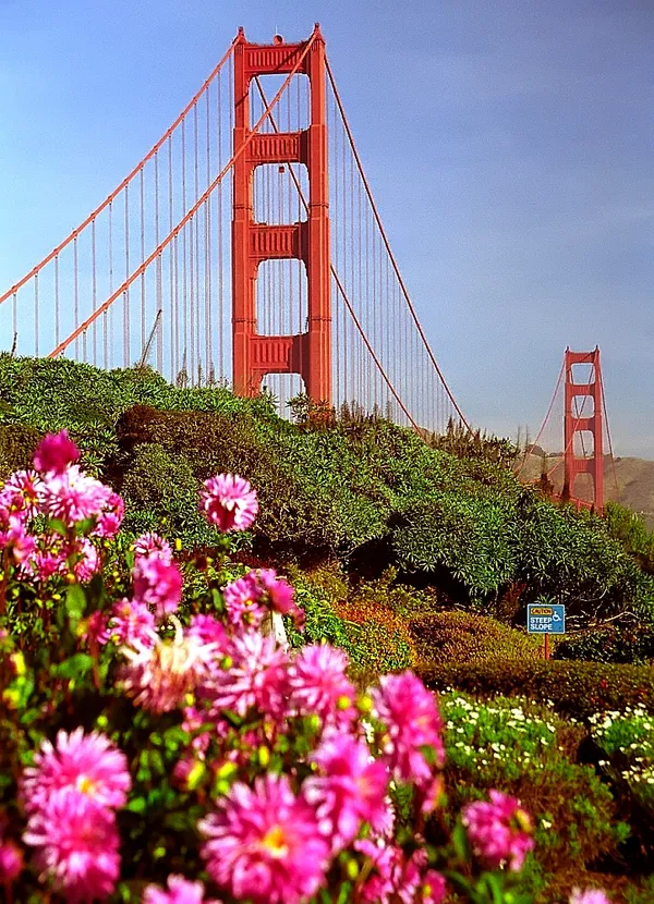 Bridges, Blooms, and Big Goals: The San Francisco Morning Briefing