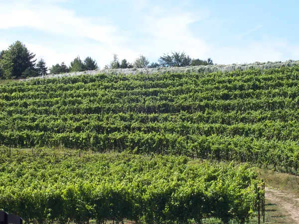 Two Northern Michigan wineries earn major honors at the 2025 San Francisco Chronicle Wine Competition