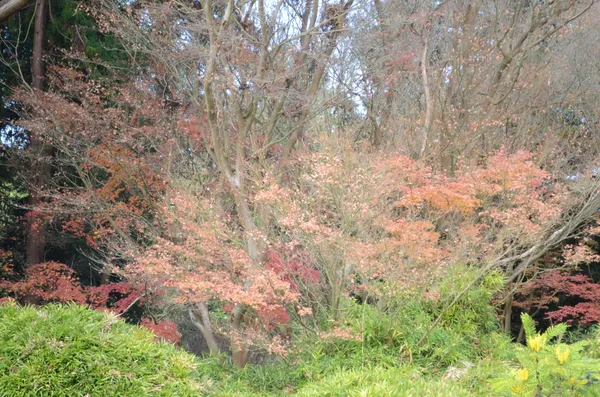 Free Tea Gardens and Independent Rock: Monday’s Top Picks in San Francisco